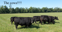 Cows on Pasture